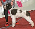 Lagotto blanc et marron