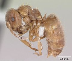 Description de l'image Lasius minutus casent0104880 profile 1.jpg.