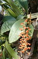 Liparis crenulata (Asie du Sud-Est, Indonésie) cultivé au jardin botanique et musée botanique de Berlin-Dahlem, Allemagne