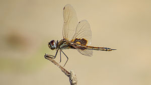 Female viewed from the side