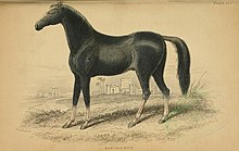 Gravure d'un cheval noir vu de profil, sur une feuille jaunie.