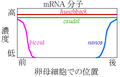 2005年9月24日 (土) 06:45時点における版のサムネイル