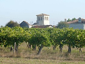 L'église Saint-Laurent au milieu du vignoble