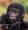 A juvenile Mountain Gorilla