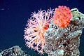 Explorer Ridge hidrotermal bacasında büyüyen derin deniz mantar mercanları