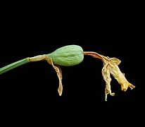 Un fruit du narcisse jaune (Narcissus pseudonarcissus)