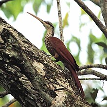 Neflangi trjáfeti (Nasica longirostris)