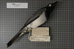 Description de l'image Naturalis Biodiversity Center - RMNH.AVES.14789 1 - Coracina atriceps atriceps (Muller, 1843) - Campephagidae - bird skin specimen.jpeg.