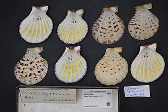 Pecten tigris Lamarck, 1819