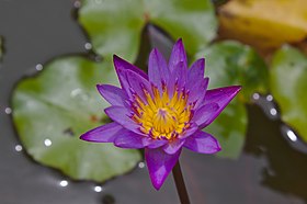 Nymphaea capensis na praia de Kovalam.