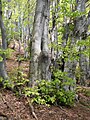 Vana pöökpuu (Fagus sylvatica L.) Połonina Caryńska lõunanõlval