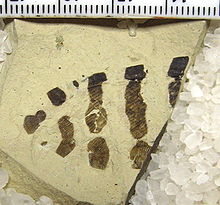 Patterned wing of Paleogene (49 mya) fossil Palaeopsychops marringerae (Ithonidae) Palaeopsychops marringerae Holotype SR 97-08-05 v2.jpg