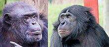 Pienoiskuva sivulle Simpanssit