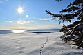 Parc nature in winter