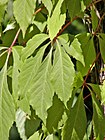 Tulivilliviini Parthenocissus quinquefolia ’Engelmannii’