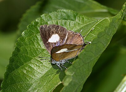 Dorsal view