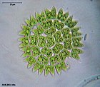 Pediastrum duplex wagner.jpg