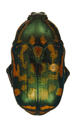 Poecilopharis allardi tannaensis Holotype female