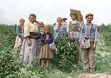 Polish immigrants working on a farm in 1909; the welfare system was practically non-existent before the 1930s and the economic pressures on the poor were giving rise to child labor. Polish berry pickers color.jpg