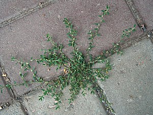 Spridjelgäärs (Polygonum aviculare)