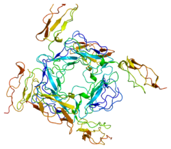 Протеин CD46 PDB 1ckl.png