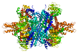 Protein GLUD1 PDB 1hwx.png