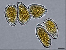 Uredinospores Puccinia thaliae urediniospores.jpg