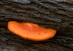 Pycnoporus coccineus