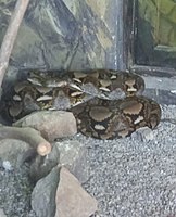 The reticulated python (Malayopython reticulatus) at Shymkent Zoo