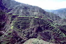 Cultiu d'arròs en terraces