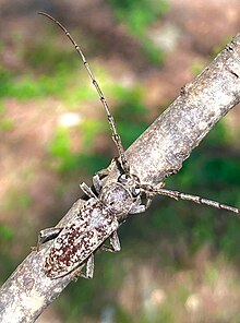 An image of a robust oak borer resting on a branch