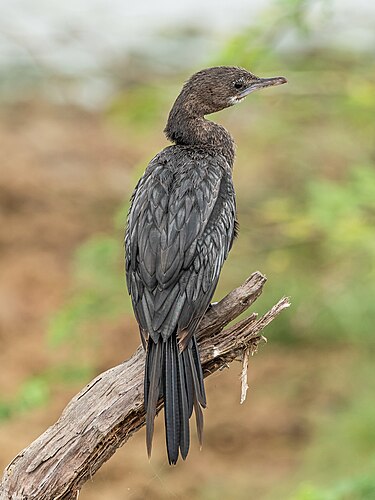 Яванский баклан (Microcarbo niger)