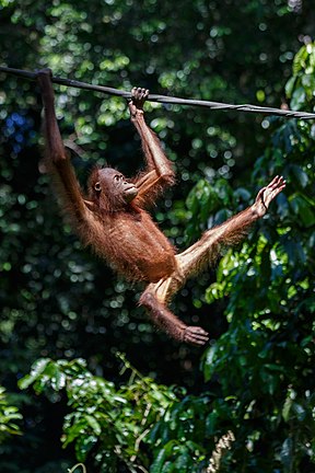Orang-Utan auf dem Weg zur Futterstation