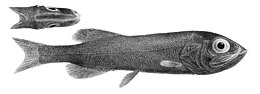 Miniatuur voor Searsia (vis)