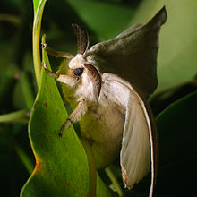 Bombyx mandarina