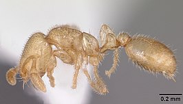 Solenopsis tonsa