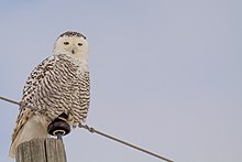 A potential high risk of electrocution exists for snowy owls in winter. Stare Down Snowy (94026869).jpg