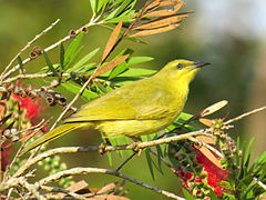 Yellow honeyeater north Queensland.