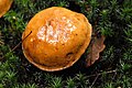 Suillus bovinus