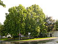 Tieplatz, Juni 2009