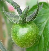 Unripe tomato on its stem.jpg