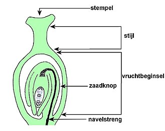 Eénzadig vruchtbeginsel bij bedektzadigen.