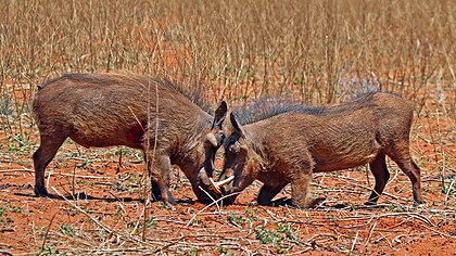 Dois jovens javalis-africanos (Phacochoerus africanus), enfrentando-se na Reserva Tswalu Kalahari, província do Cabo Setentrional, África do Sul. (definição 3 723 × 2 094)