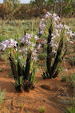 Xerophyta retinervis