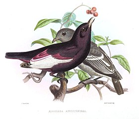 Xipholena atropurpurea, macho na frente, fêmea atrás; ilustração de Smit, em Exotic ornithology : containing figures and descriptions of new or rare species of American birds, 1869.