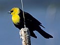 Yellow-headed blackbird Xanthocephalus xanthocephalus