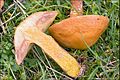 Suillus grevillei