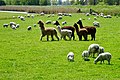 Alpaca’s en schapen ten zuidwesten van Boazum