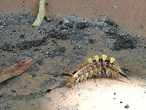 Chenille francaise inconnue (comme le soldat !)