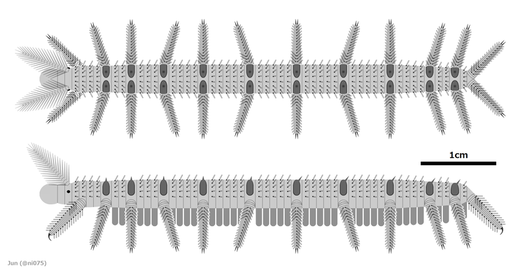 Onychodictyon ferox の全身復元図